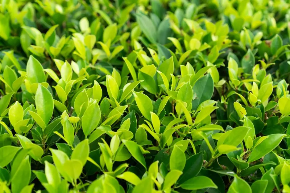 Greens & Outdoors at PURAVANKARA PURVA HERITAGE, Kudlu Gate, Bangalore