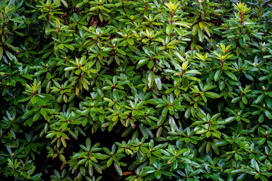Greens & Outdoors at PURAVANKARA PURVA HIBISCUS, Singanallur, Coimbatore