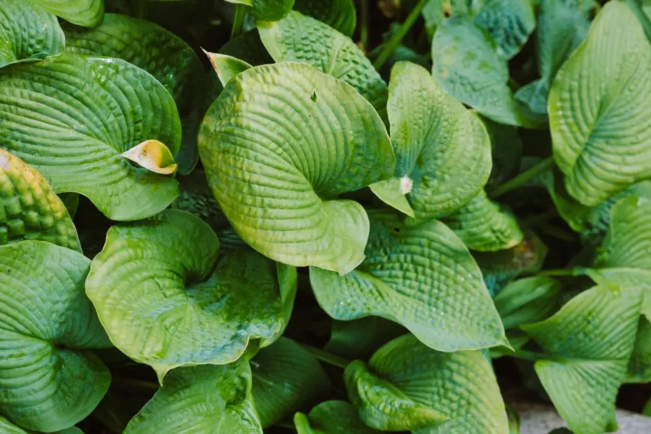 Greens & Outdoors at PURAVANKARA PURVA CODENAME DIAMOND, Vajrahalli, Bangalore