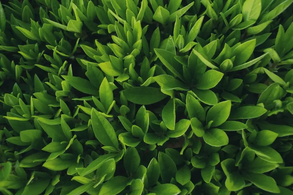 Greens & Outdoors at PURAVANKARA PURVA CELESTIAL, Hosahalli, Bangalore
