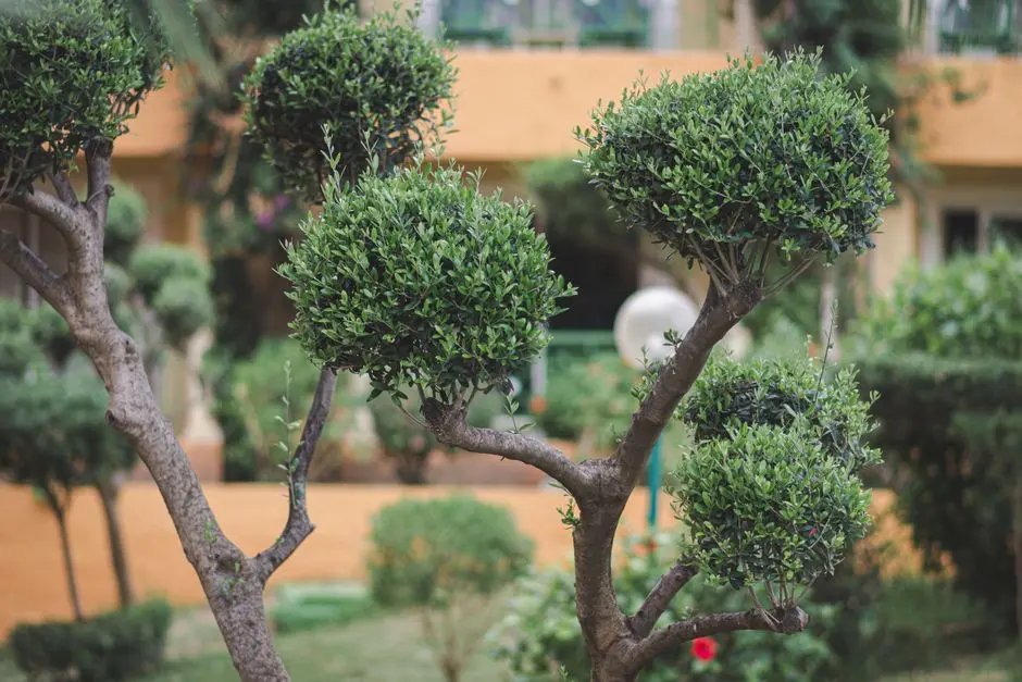 Greens & Outdoors at PURAVANKARA PALI HILL REDEVELOPMENT, Pali Hill, Bandra West, Mumbai