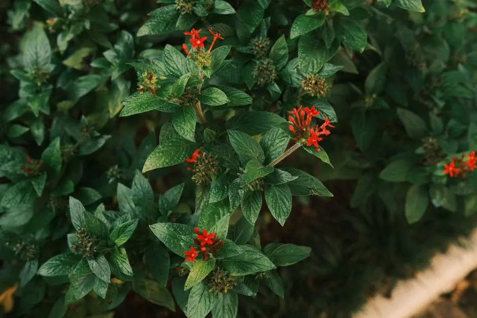Greens & Outdoors at PURAVANKARA PURVA TIVOLI HILLS PHASE 2, Devanahalli, Bangalore