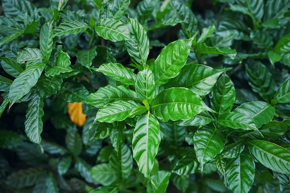 Greens & Outdoors at PURAVANKARA PURVA TREE HAVEN, Talaghattapura, Bangalore